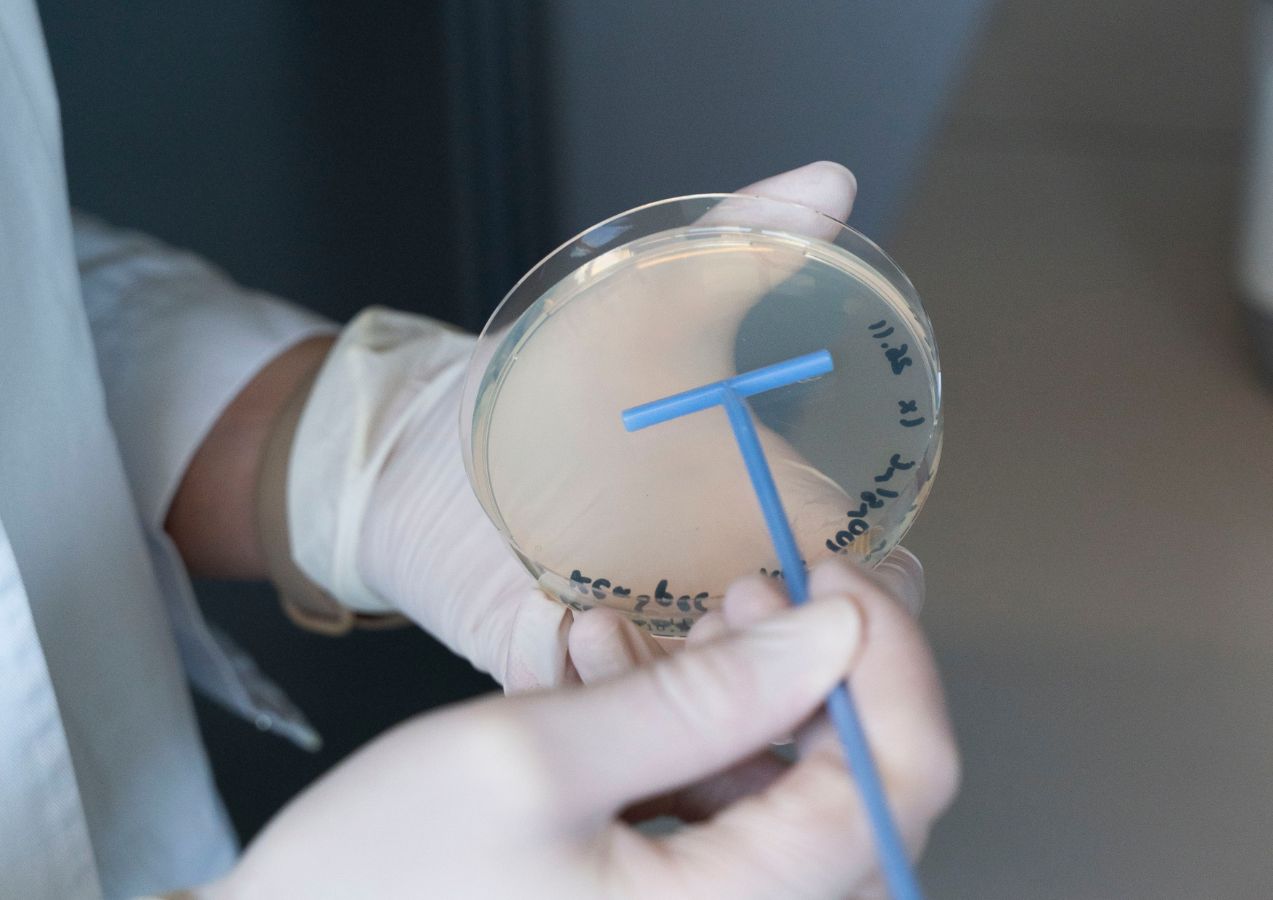 Seeding transformed E. coli on an antibiotic-containing LB agar plate for plasmid selection.